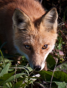 Red Fox at Bombay Hook NWR