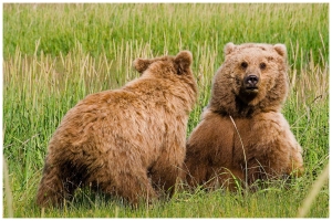 Jeuvenile Alaskan Brown Bears