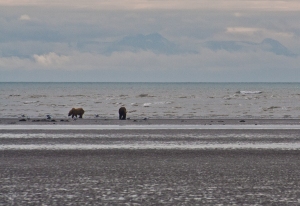 Grizzly Bears on the beach