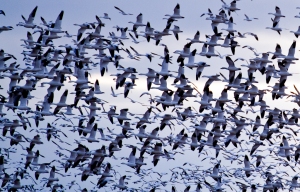 Middle Creek Snow Geese