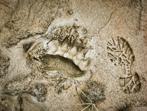 Grizzly pawprint and Betsy footprint