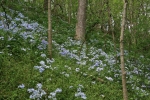 Wild Blue Phlox at Shenk's Ferry