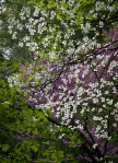 Dogwood and Redbud blossoms