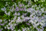 Phlox at Shenk's Ferry