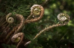 Fiddlehead ferns